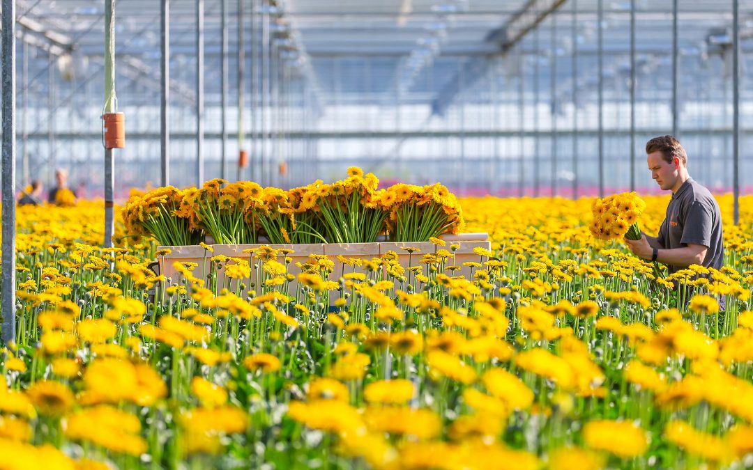 Kalmte zal je redden!