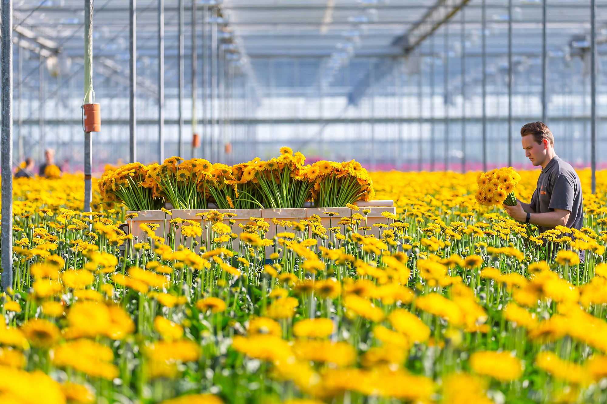 Kalmte zal je redden!